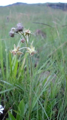 Miraglossum pulchellum